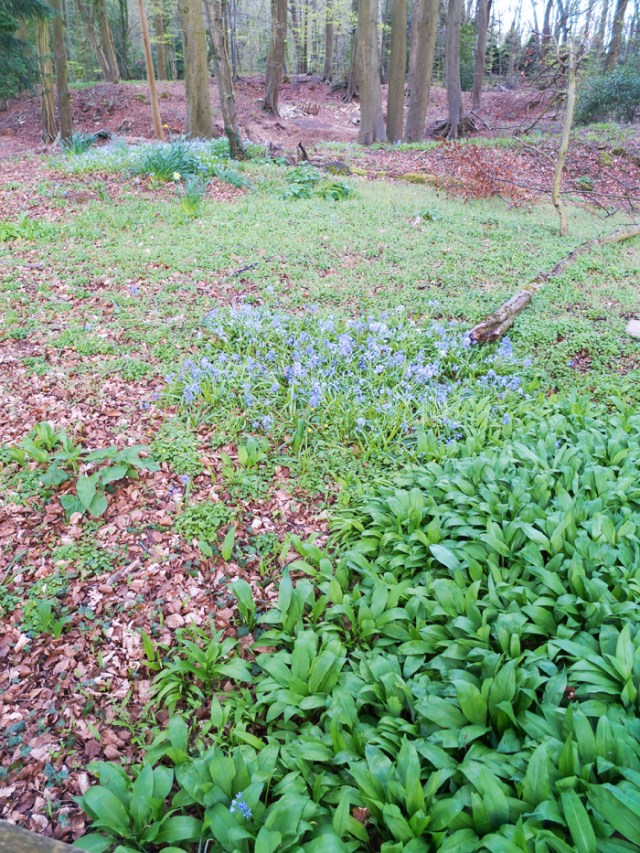 Wild garlic, some of which we picked and had with blue cheese, walnuts and pasta. And red wine.