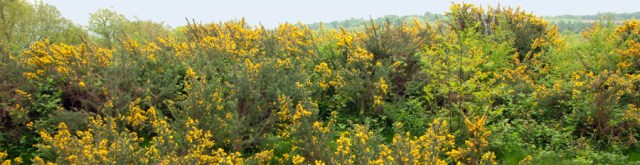 Gorse bushes on Kinver Edge.