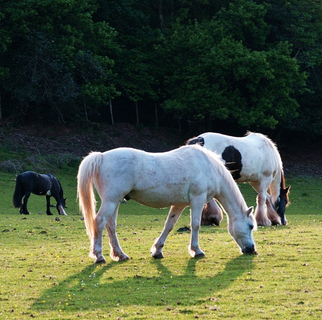 Burrowhayes Farm, West Luccombe, in the Horner Valley, Exmoor.
