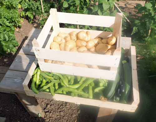 Broad beans, courgettes, potatoes.