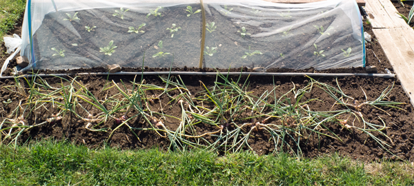 Shallots (before lifting).