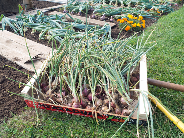 Shallots (after lifting).