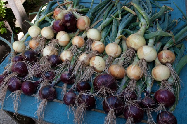 Onions from the allotment.