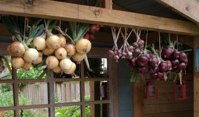 Onions, garlic and shallots drying in shed.
