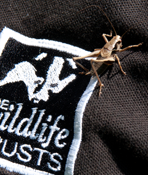 Grasshopper on AWT sweater.