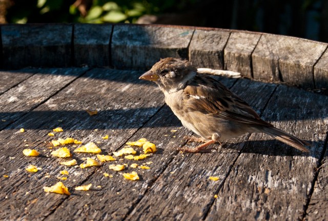 Sparrow and chili-flavoured crisps. 