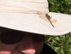 This dragonfly took a liking to Brian's hat.
