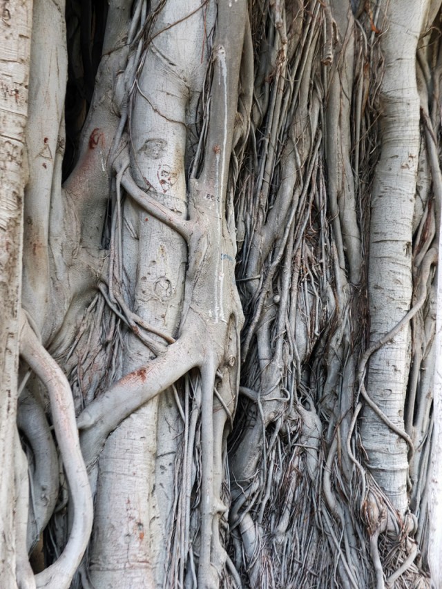 Detail of banyan tree in Gardinio Garribaldi.