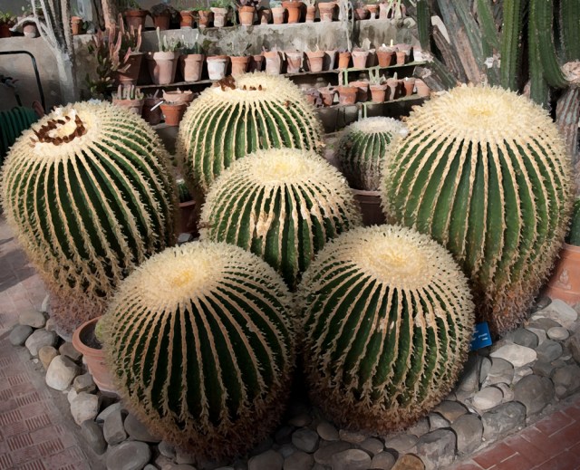 Botanic gardens greenhouse.