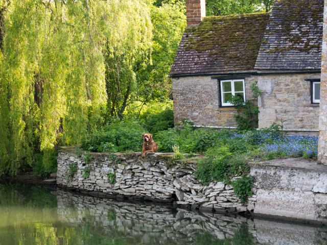 Relaxing dog at cottage near confluence of rivers Thames and Coln (and end of Stroudwater canal).