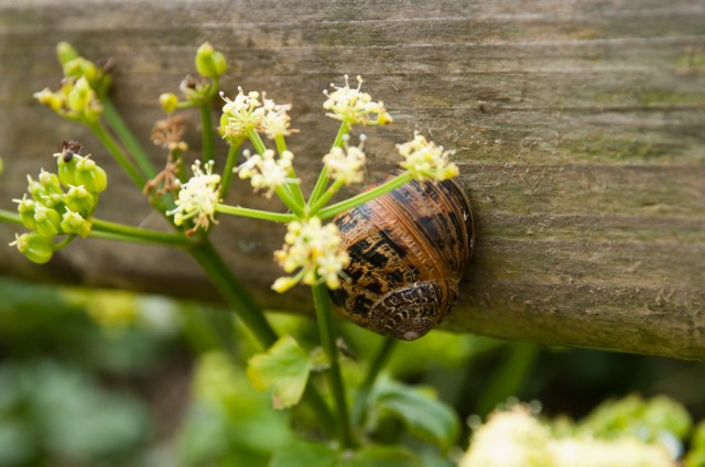 Snail on fence at Caerfai Bay beach.