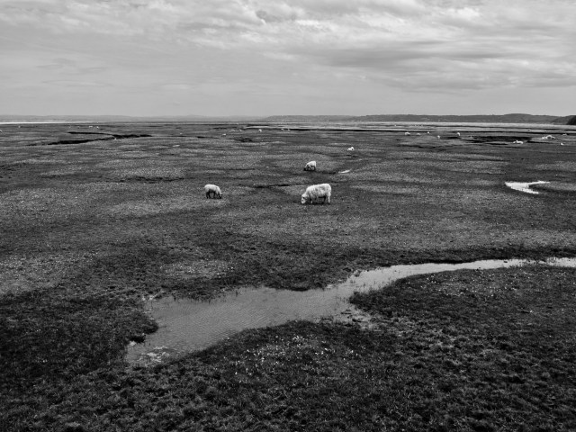 Sheep on Landimore salt marsh near Llanmadoc, Gower Peninsular.