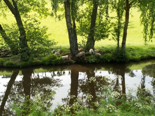 Sheep by canal.