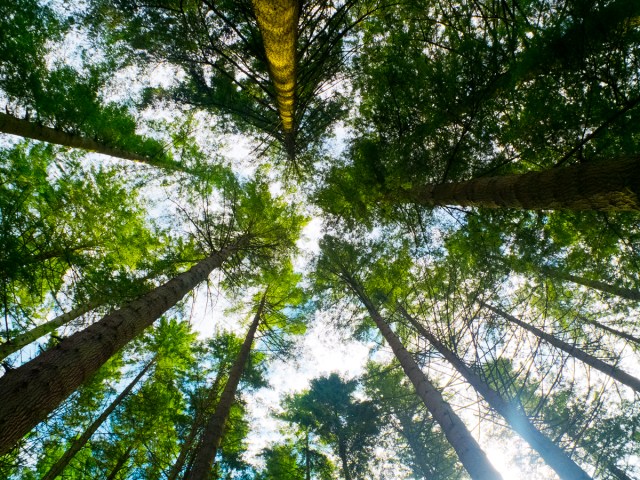 View from the "treetop viewer". Near Ganllwyd on the River Mawddach.