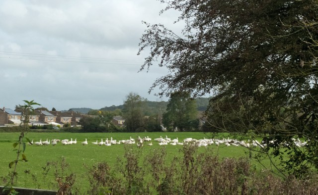 A flock of geese from the Strawberry Line cycle path.