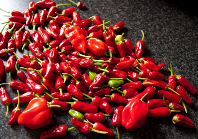 Chili peppers from the greenhouse.