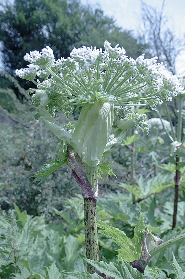 Giant Hogweed by river bank.