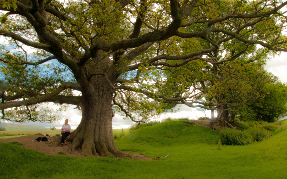 Much of the original dyke remains, still obvious across the landscape.
