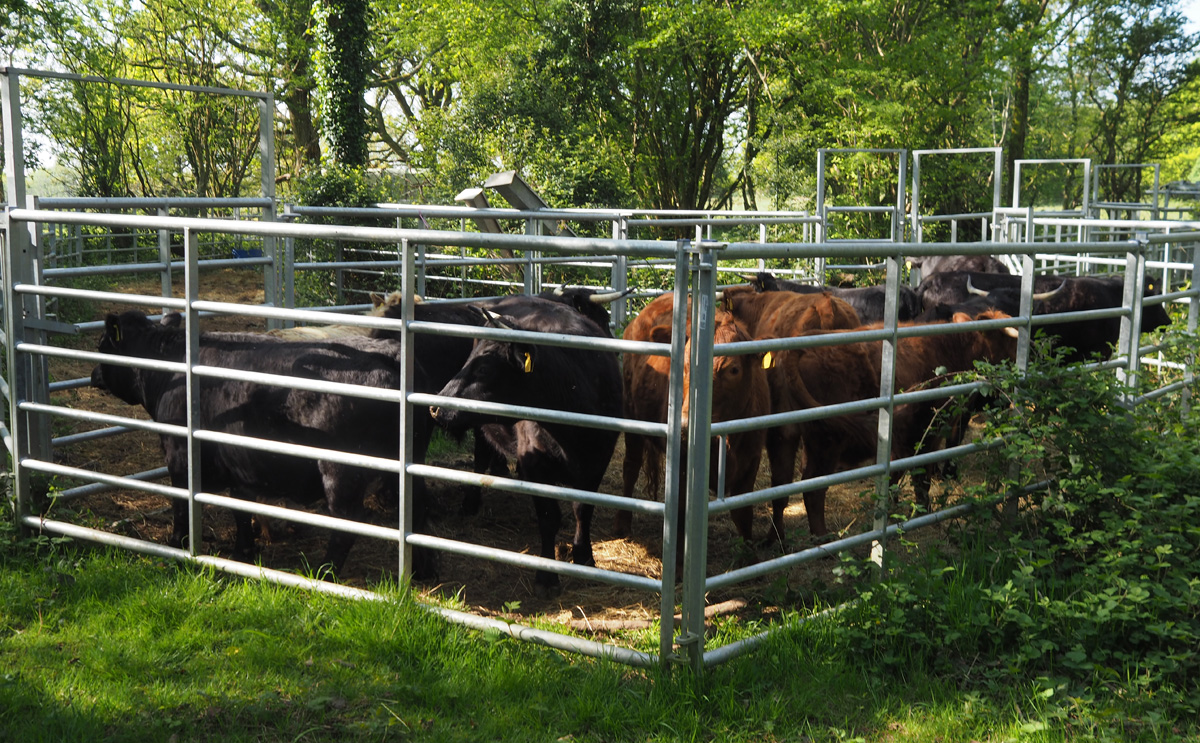 Walton Common cattle.